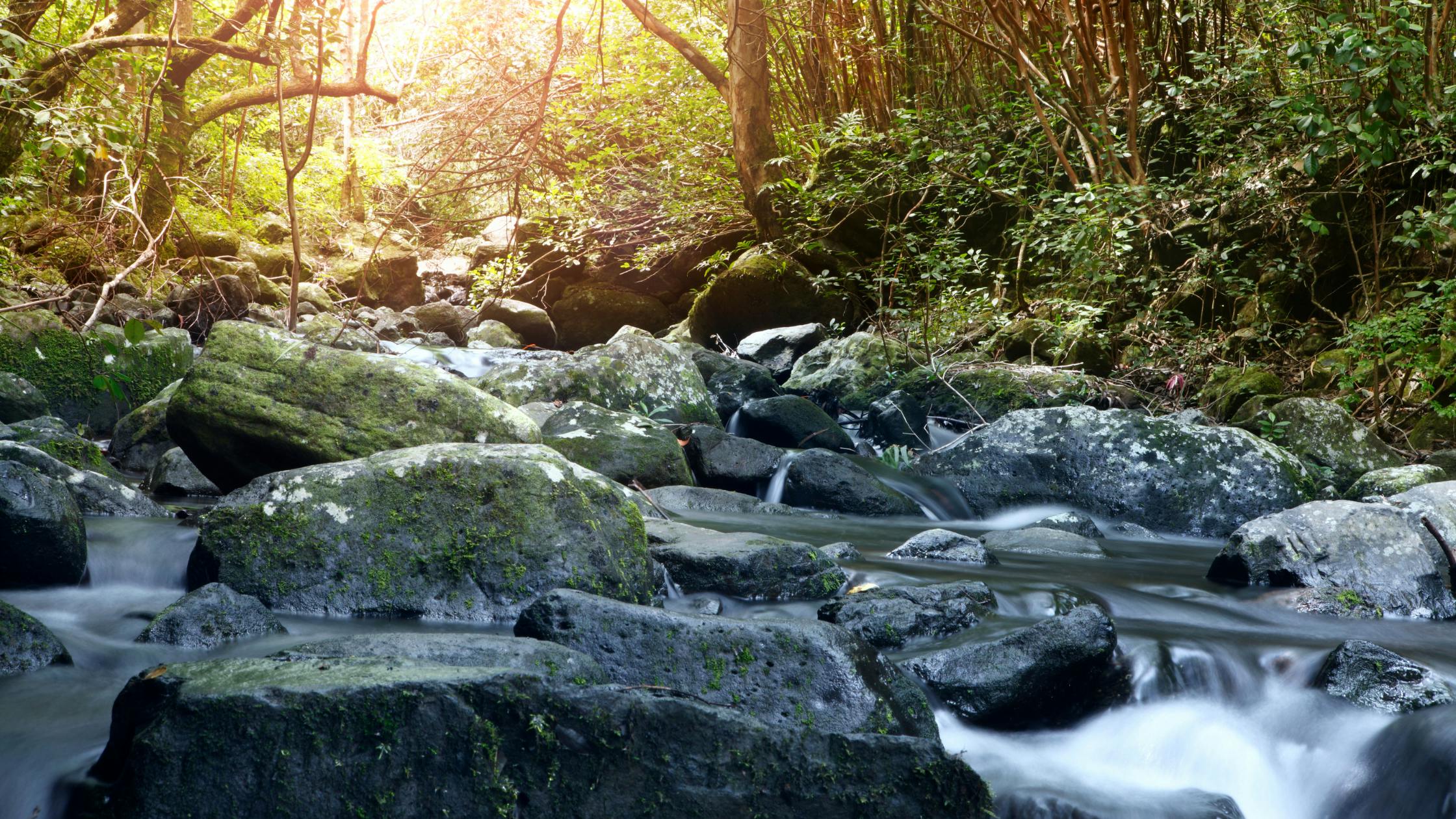 Explore the Black River Gorges National Park, Mauritius